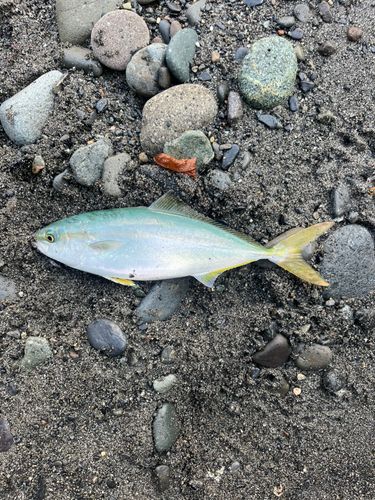 ワカシの釣果