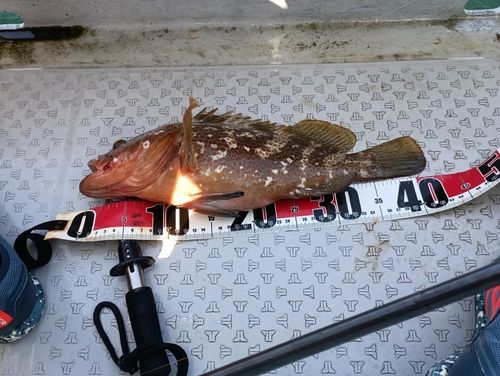 キジハタの釣果