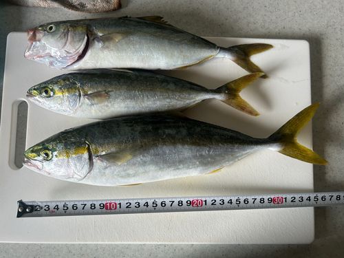 ヤズの釣果