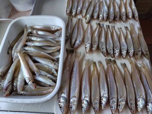 キスの釣果