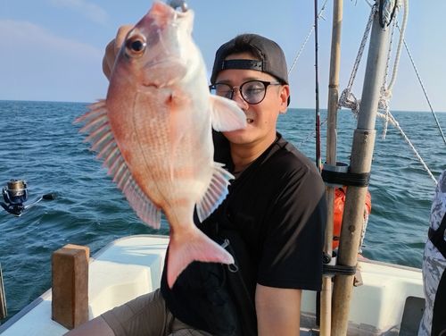 マダイの釣果