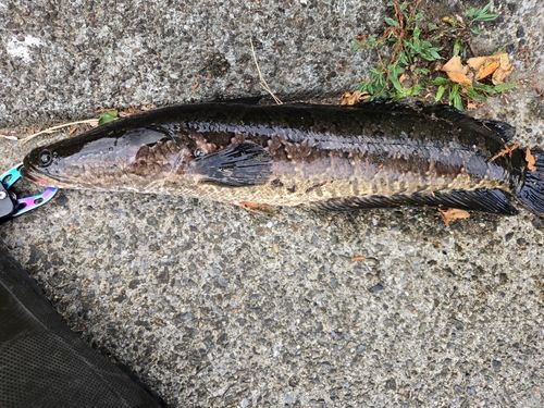 ライギョの釣果