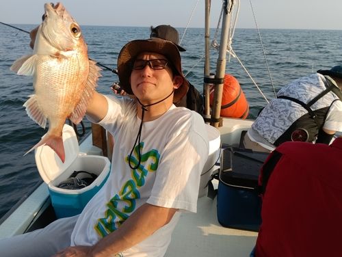 マダイの釣果