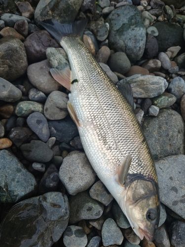 コイの釣果