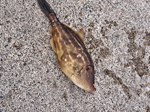 カワハギの釣果