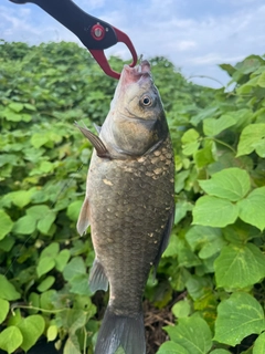 ヘラブナの釣果