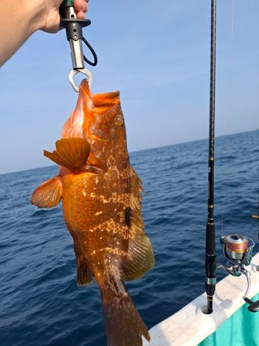 キジハタの釣果