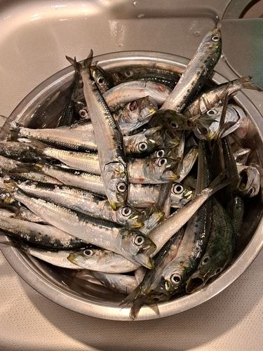 イワシの釣果