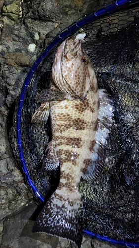 オオモンハタの釣果