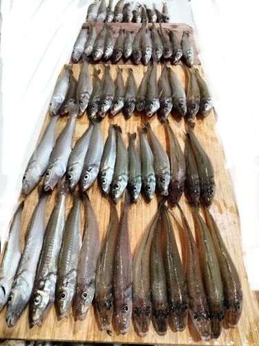 キスの釣果