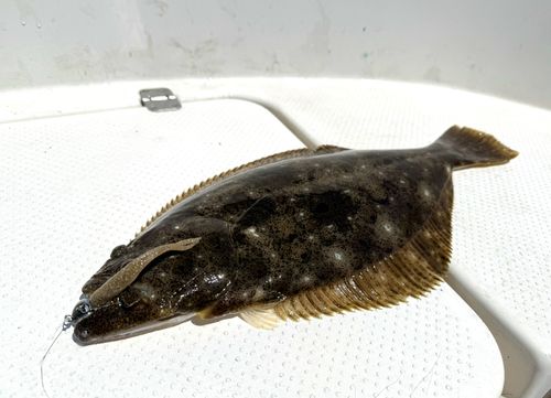 ヒラメの釣果