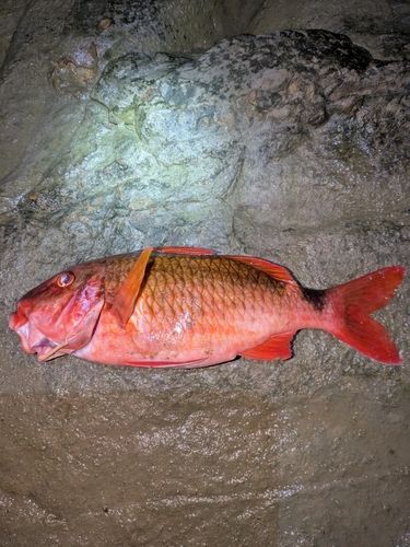 オジサンの釣果