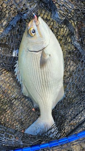 イスズミの釣果