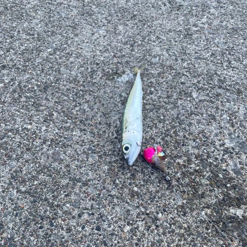 サバの釣果