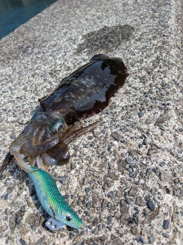 アオリイカの釣果