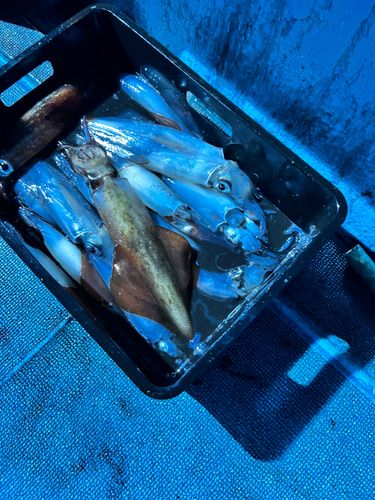 シロイカの釣果