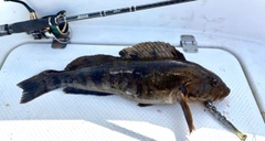 アブラコの釣果
