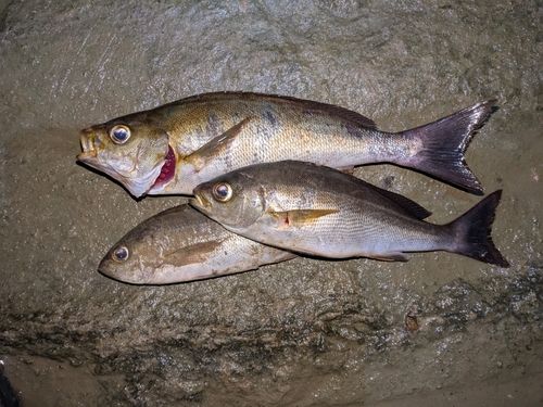 イサキの釣果