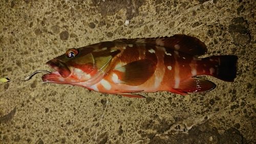 アカハタの釣果