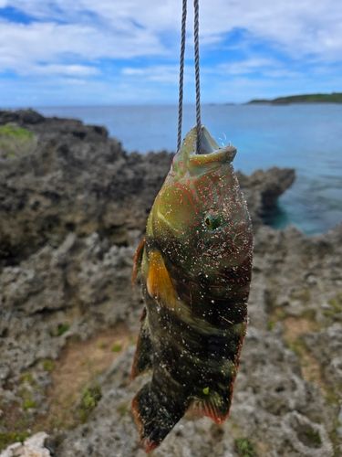 ミツバモチノウオの釣果