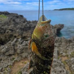 ミツバモチノウオ