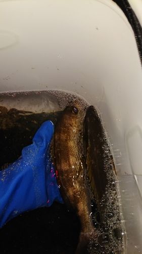 イサキの釣果