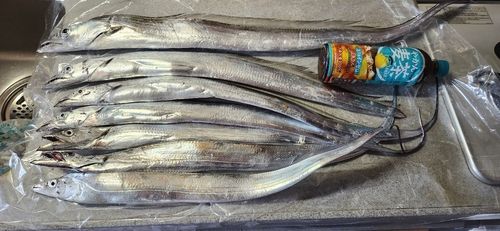 タチウオの釣果