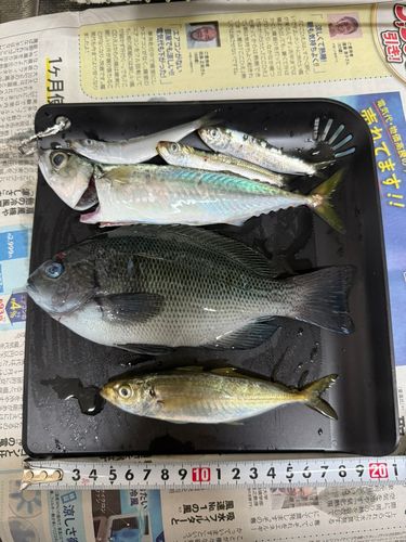 メジナの釣果