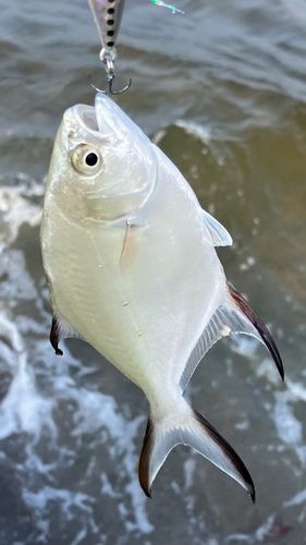 コバンアジの釣果