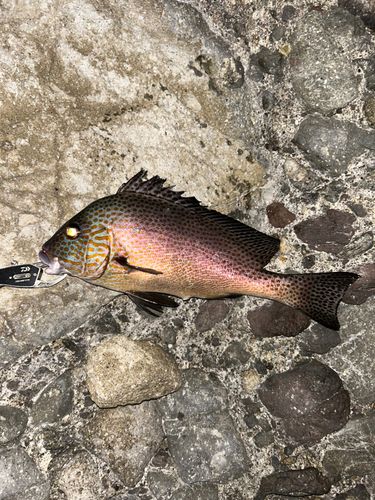 コロダイの釣果