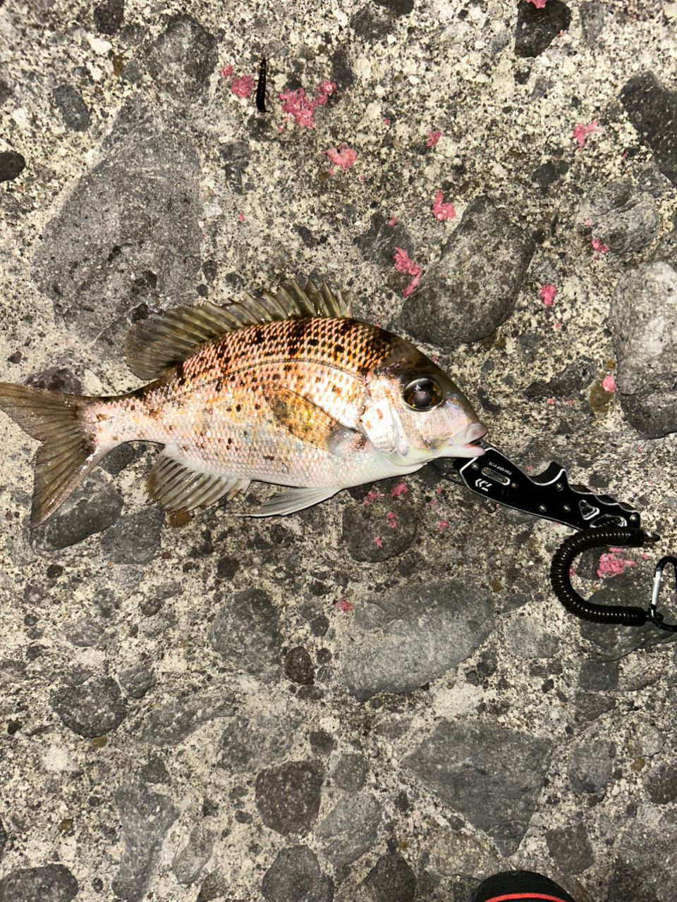 コロダイ
