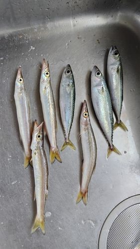 カマスの釣果