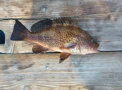 オオモンハタの釣果