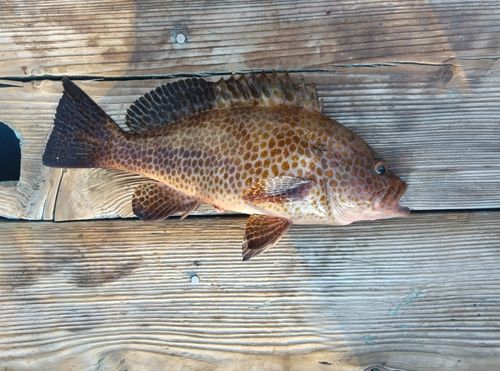 オオモンハタの釣果