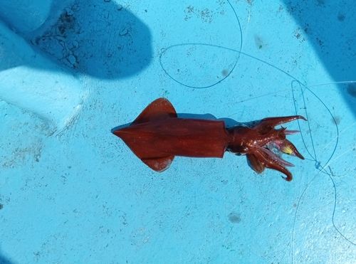 マルイカの釣果