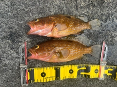 キジハタの釣果