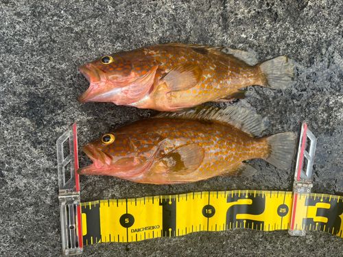 キジハタの釣果