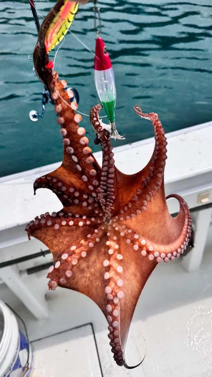 タコ