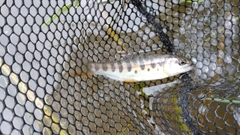 ヤマメの釣果
