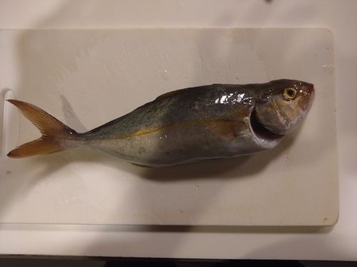 ショゴの釣果
