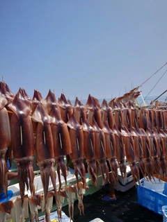 スルメイカの釣果