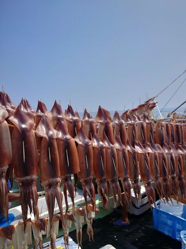 スルメイカの釣果