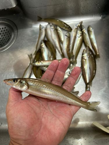 キスの釣果