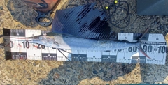 バショウカジキの釣果