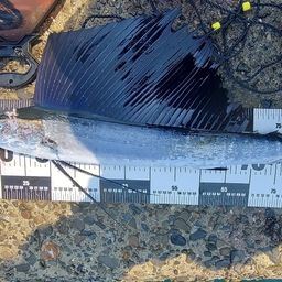 バショウカジキ