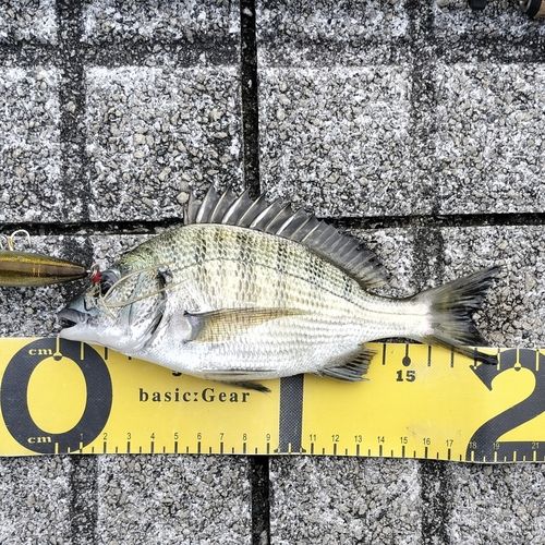 クロダイの釣果