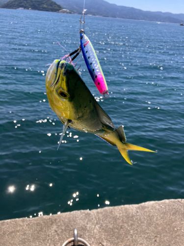シイラの釣果