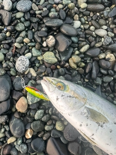 ワカシの釣果