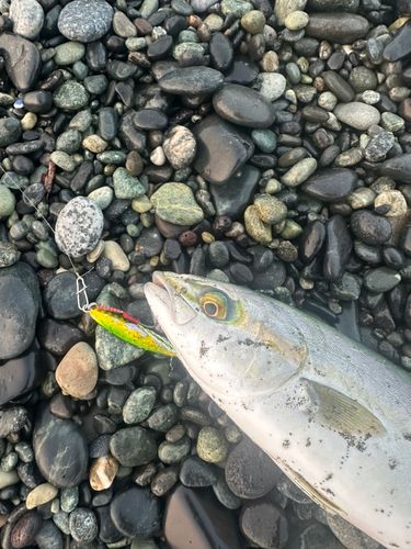 ワカシの釣果