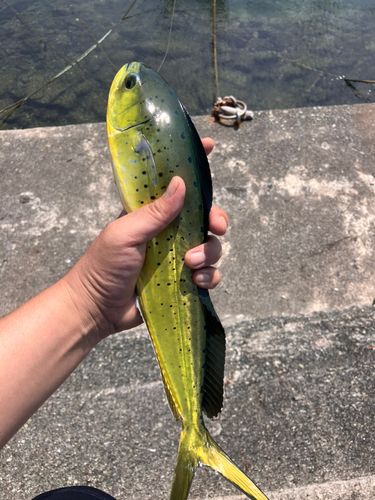 シイラの釣果